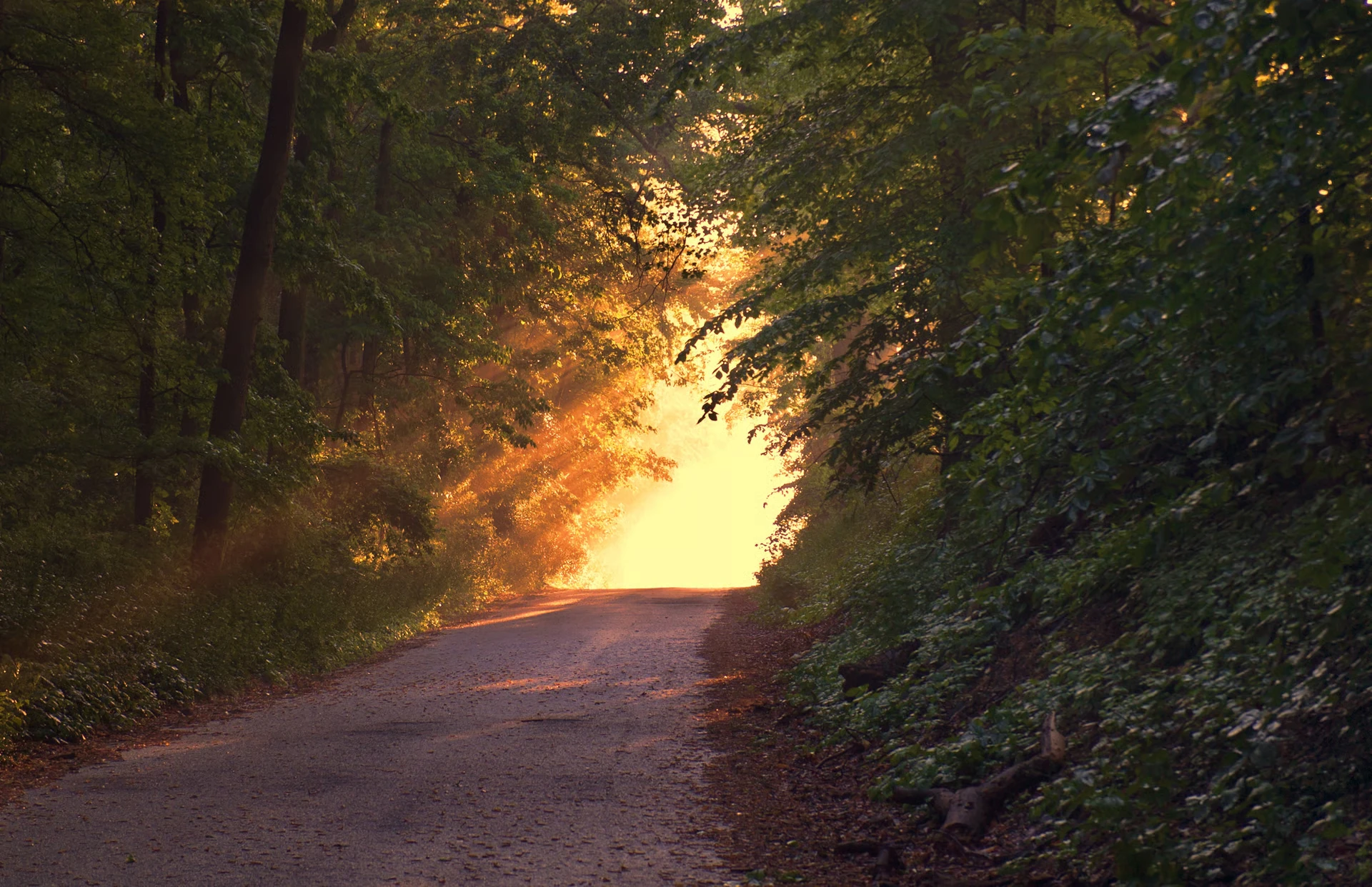 Waldweg im warmen Abendlicht